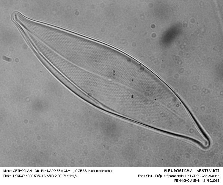 PLEUROSIGMA AESTUARII #34563