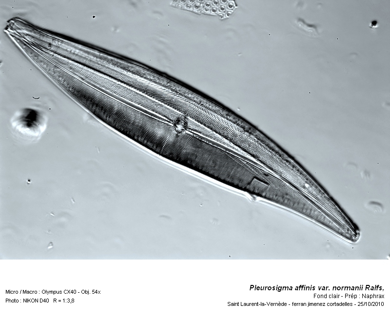 Pleurosigma affinis var. normanii Ralfs #18689