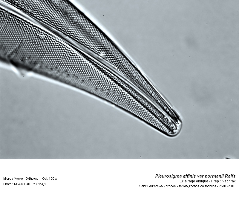Pleurosigma affinis var. normanii Ralfs #18691