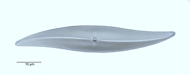 Pleurosigma angulatum #48630