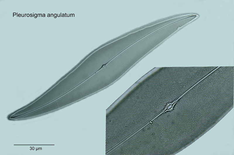 Pleurosigma angulatum #18234