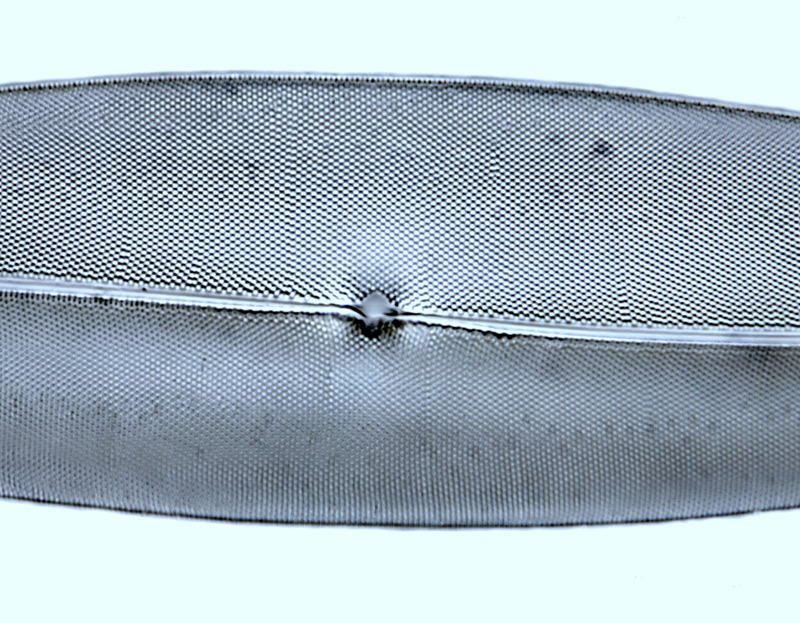 Pleurosigma angulatum #48631