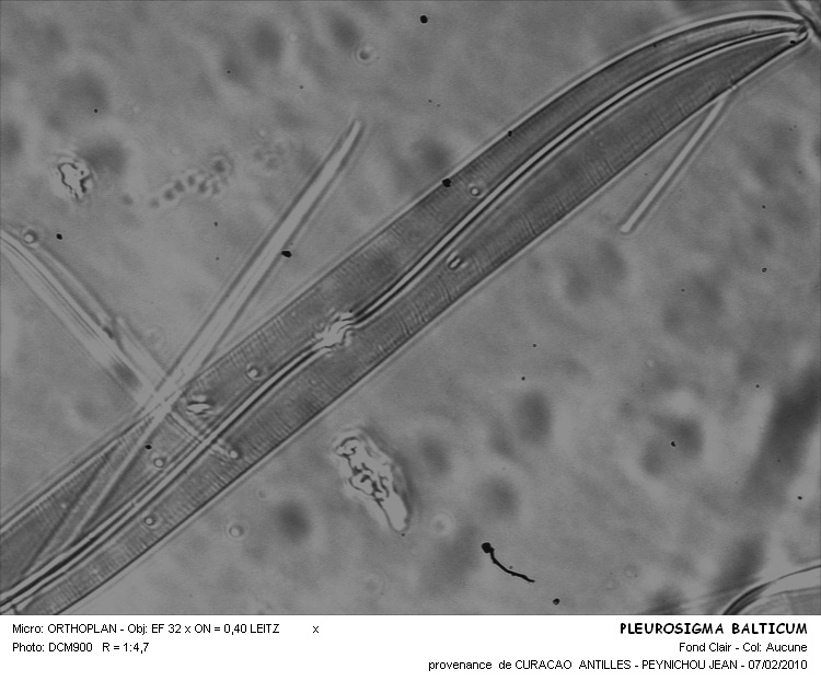 PLEUROSIGMA BALTICUM #31698