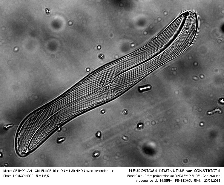 PLEUROSIGMA DIMINUTUM var.CONSTRICTA #31694