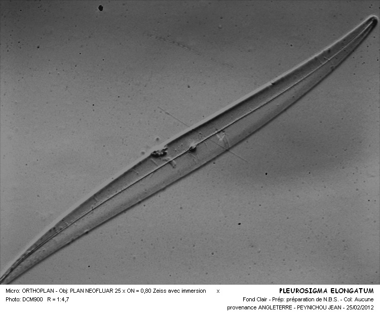 Pleurosigma elongatum W.Smith #25968