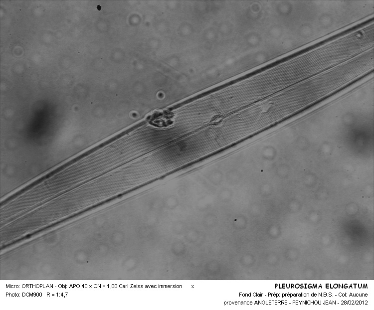 Pleurosigma elongatum W.Smith #25969