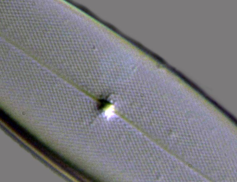 Pleurosigma marinum Donkin 1858 #49370