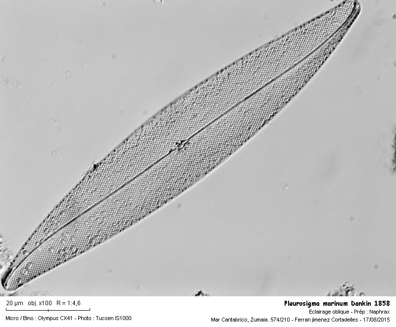 Pleurosigma marinum Dankin 1858 #42147