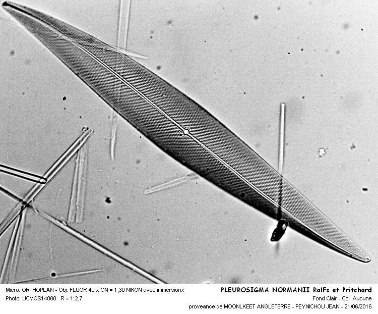 PLEUROSIGMA NORMANII Ralfs et Pritchard #45838
