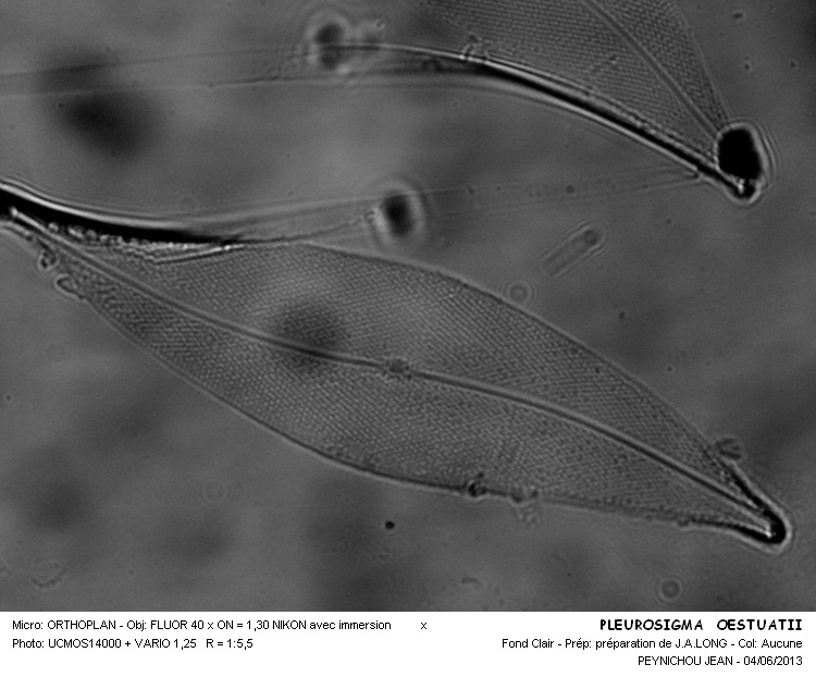 PLEUROSIGMA OESTUATII #31693