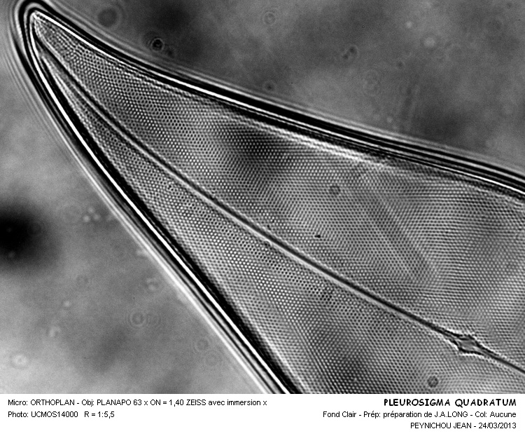 PLEUROSIGMA QUADRATUM #30260