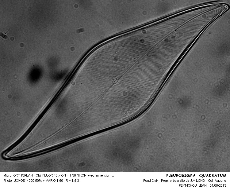 PLEUROSIGMA QUADRATUM #33433