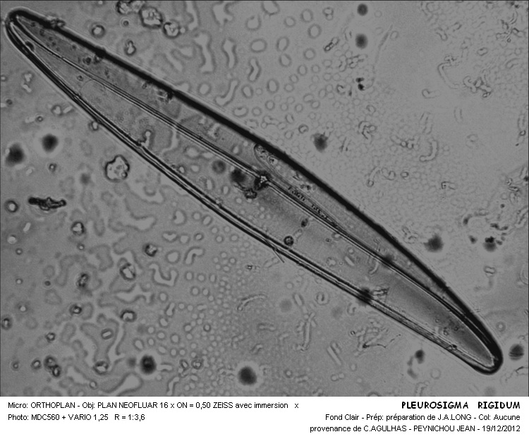 PLEUROSIGMA RIGIDUM #31692