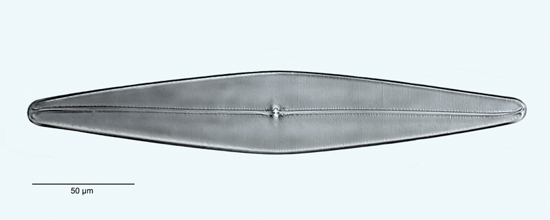 Pleurosigma rigidum #48831