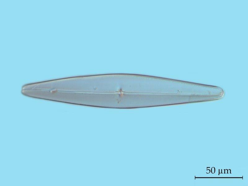 Pleurosigma rigidum #53820