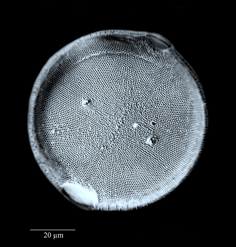 Pleurosira laevis #56061