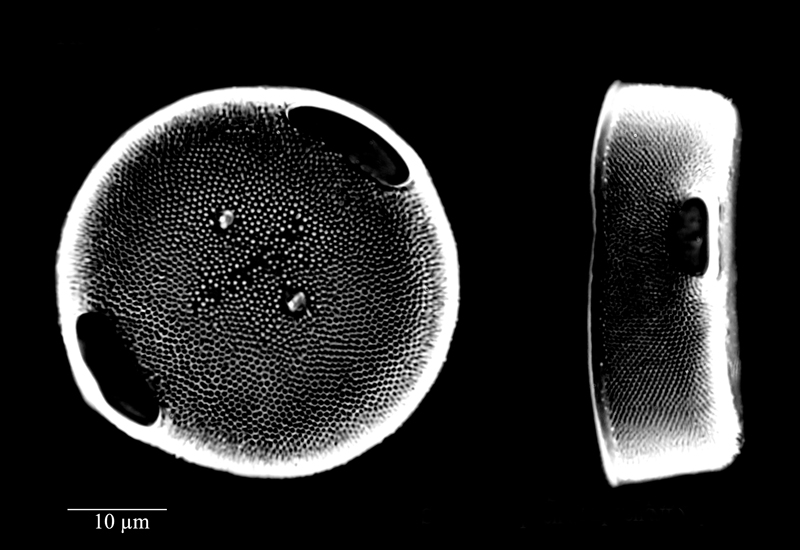 Pleurosira laevis #74191