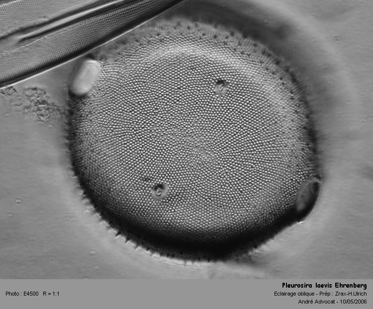 Pleurosira laevis Ehrenberg #5314