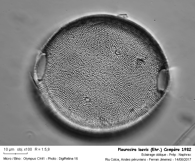 Pleurosira laevis (Ehr.) Tempère 1982 #53221