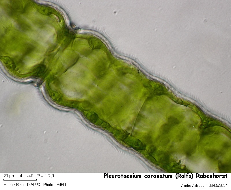 Pleurotaenium coronatum (Ralfs) Rabenhorst #80095