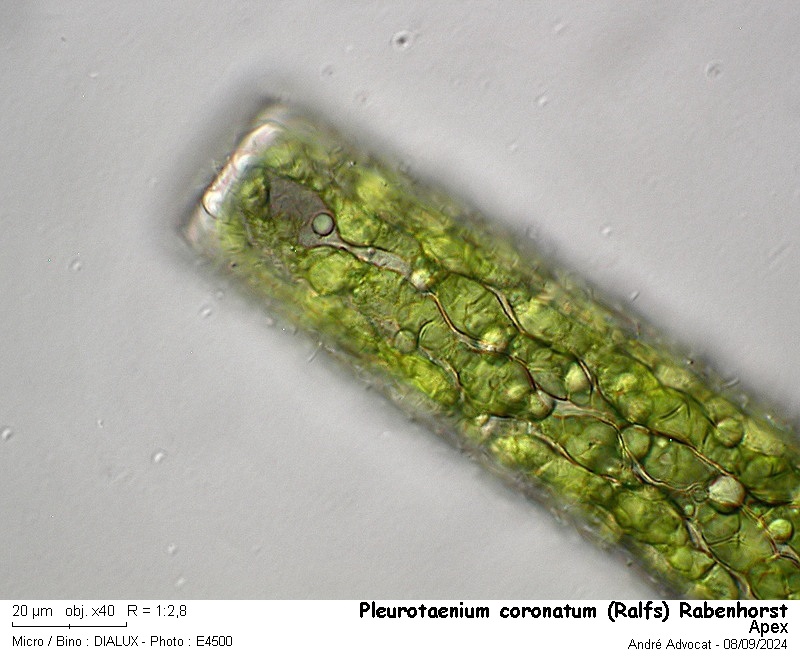 Pleurotaenium coronatum (Ralfs) Rabenhorst #80096