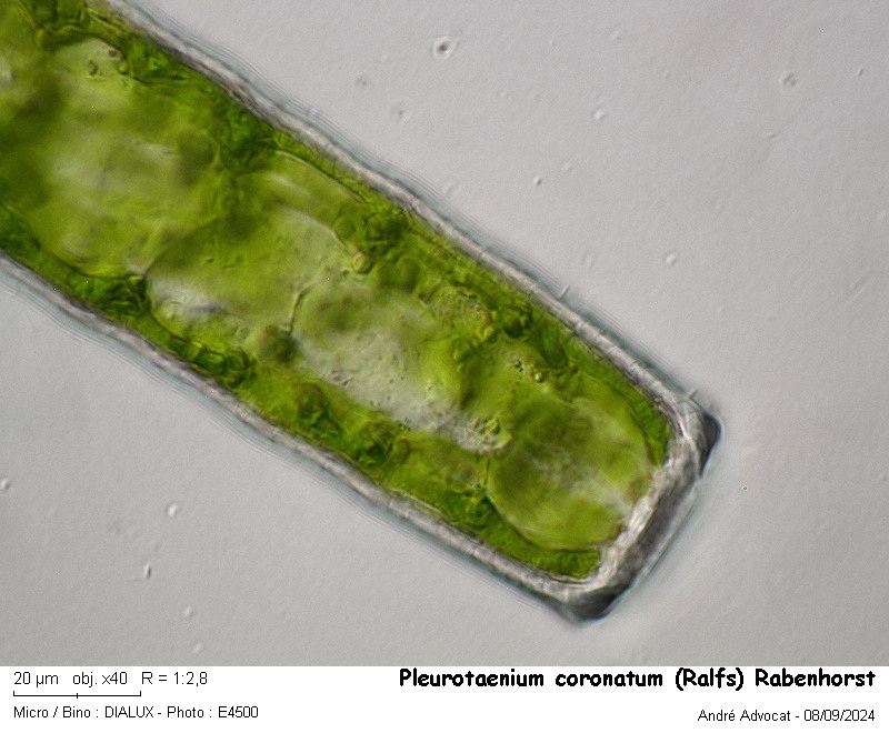 Pleurotaenium coronatum (Ralfs) Rabenhorst #80097