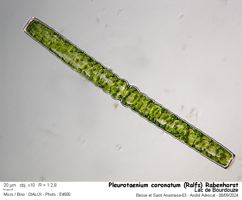 Pleurotaenium coronatum (Ralfs) Rabenhorst #80094