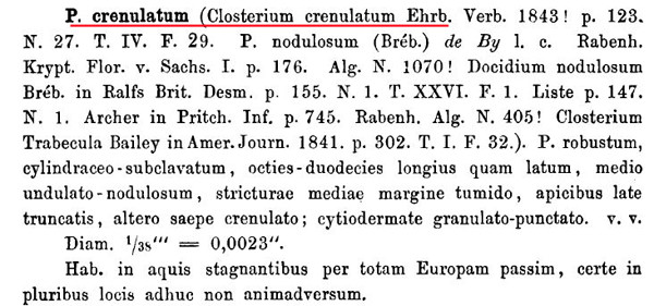 Pleurotaenium crenulatum (Ralfs) Rabenh. #85948