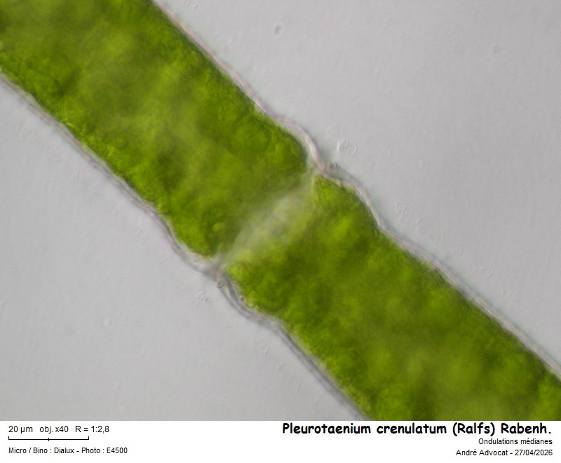 Pleurotaenium crenulatum (Ralfs) Rabenh. #85933