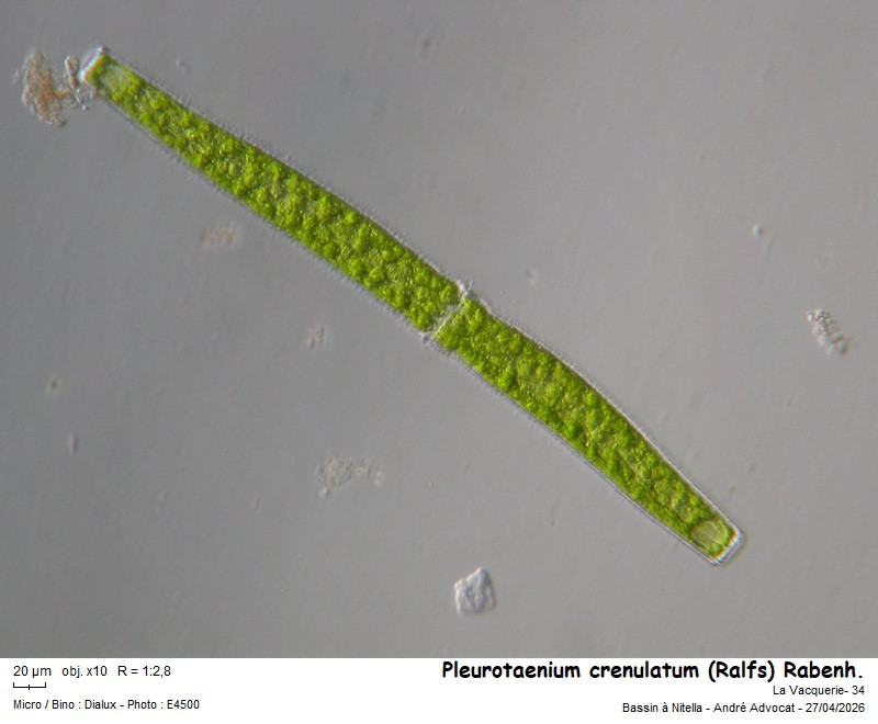 Pleurotaenium crenulatum (Ralfs) Rabenh. #85930