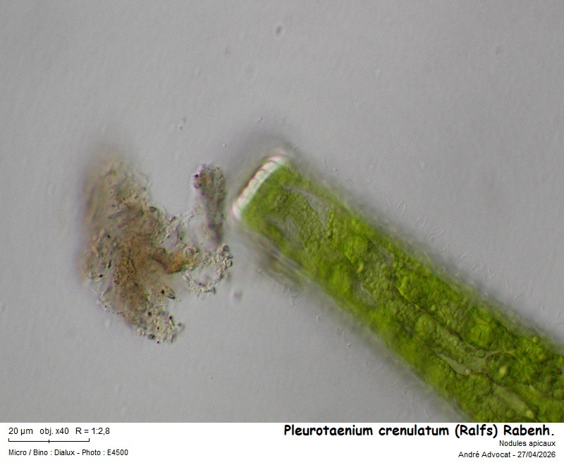 Pleurotaenium crenulatum (Ralfs) Rabenh. #85931