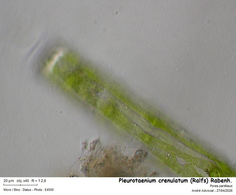 Pleurotaenium crenulatum (Ralfs) Rabenh. #85934