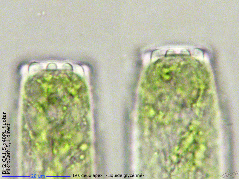 Pleurotaenium ehrenbergii (Ralfs) De Bary 1858 #66143