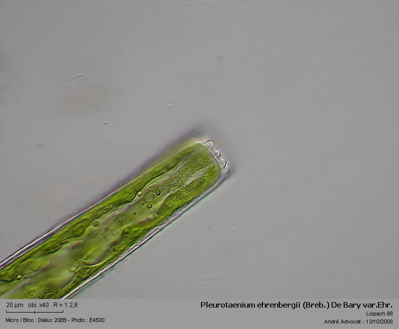 Pleurotaenium ehrenbergii (Breb.) De Bary var. Ehrenberg #6056
