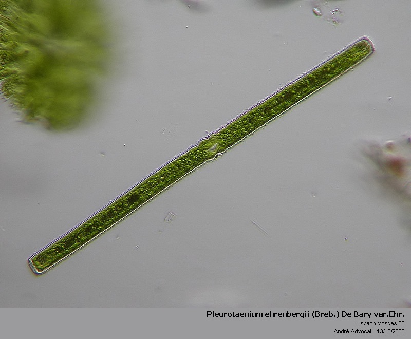 Pleurotaenium ehrenbergii (Breb.) De Bary var. Ehrenberg #6055
