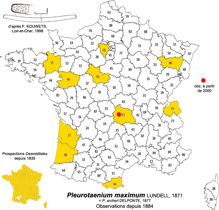 Pleurotaenium maximum #76756
