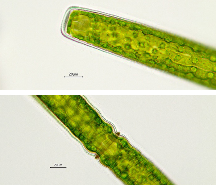 Pleurotaenium maximum #76755