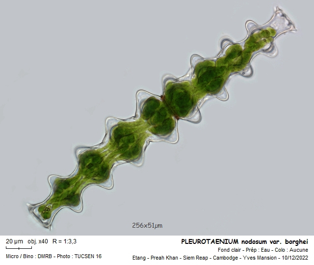 Pleurotaenium nodosum #73067