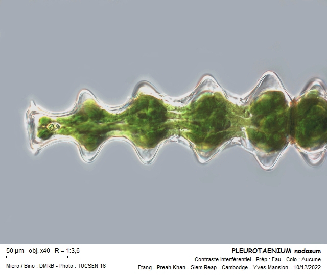 Pleurotaenium nodosum #73068