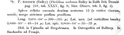 Pleurotaenium nodosum #73070