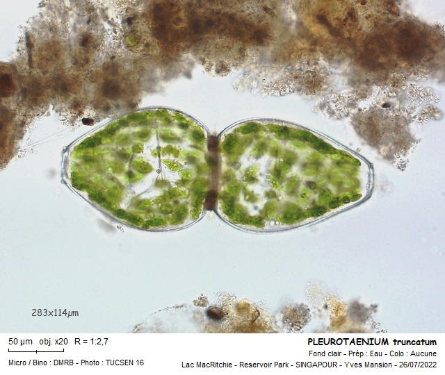 PLEUROTAENIUM ovatum #71489