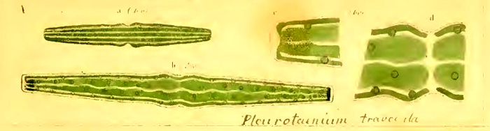 Pleurotaenium trabecula #76878