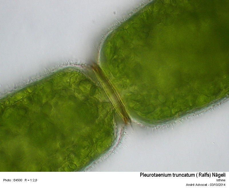 Pleurotaenium truncatum ( Ralfs) Nägeli #39197