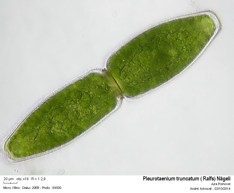 Pleurotaenium truncatum ( Ralfs) Nägeli #39196