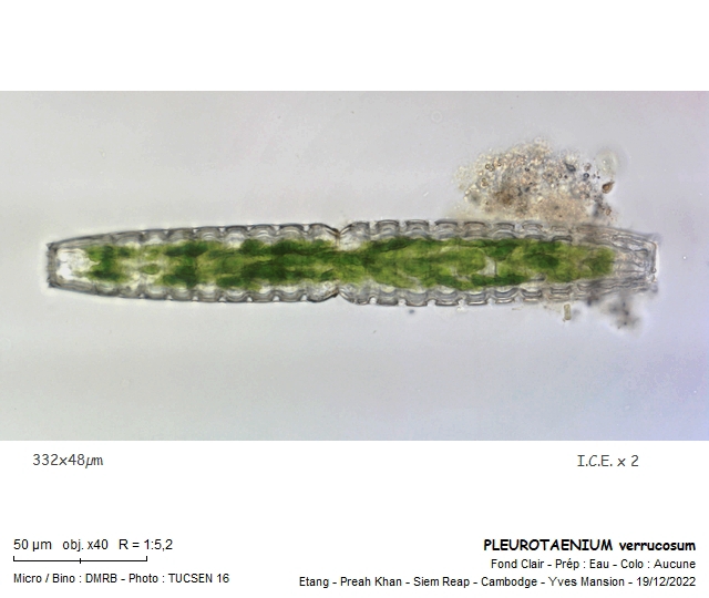 PLEUROTAENIUM verrucosum #73116