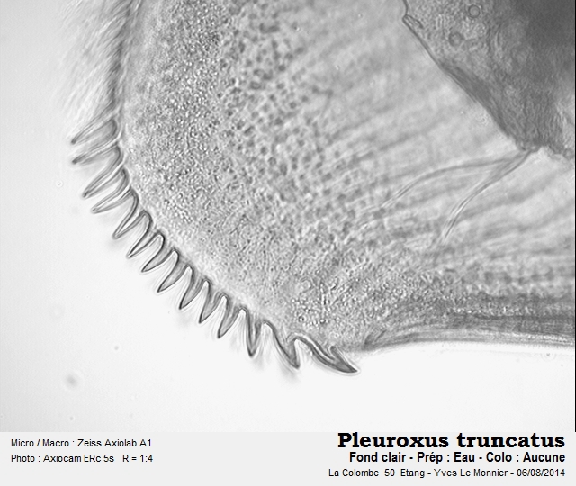 Pleuroxus (Peracantha) truncatus (O.F. Müller, 1785) #38450