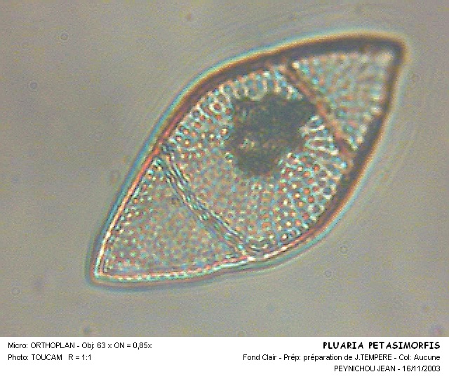 PLUARIA PETASIMORFIS #31682