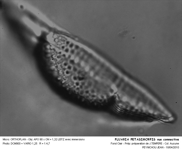 PLUARIA PETASIMORFIS #31683