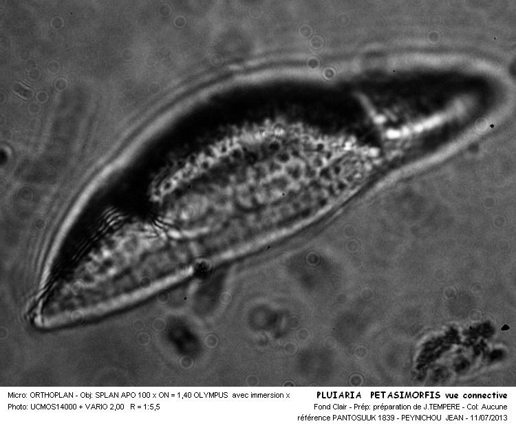 PLUIARIA PETASIMORFIS #32647