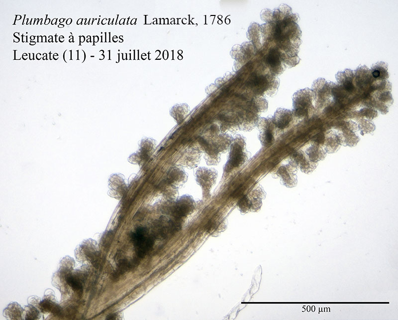 Plumbago auriculata #55866